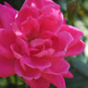 Meet your Posher, Priscilla